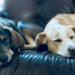 two dogs lying on black textile
