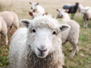 Read more about the article The DAO of Not Giving a F*ck