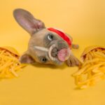 brown pug with yellow and red scarf