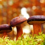 selective focus photography of fungi