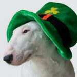 white short coated dog wearing green and yellow hat