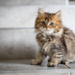 brown and yellow coated cat