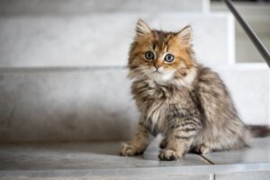 Read more about the article Mewing – Gimmick or Gamechanger?