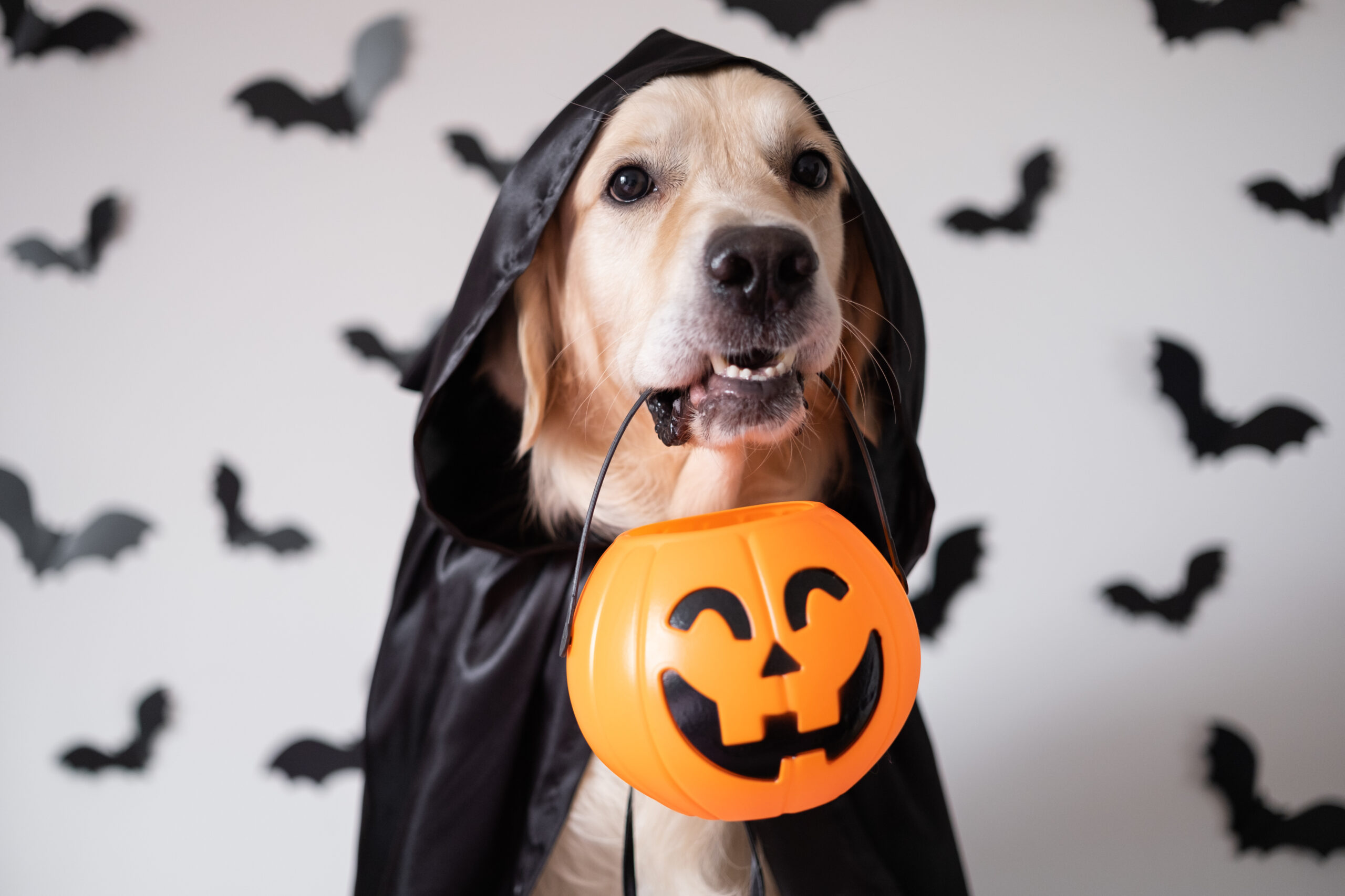 Read more about the article How to ghost sugar overload this Halloween (updated)