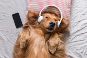 Read more about the article Turn Up the Healing: How Music Boosts Mental Health